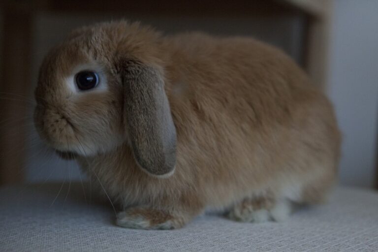 How Much Do Mini Lop Rabbits Cost? 2025 Price Update | Hepper Pet Resources