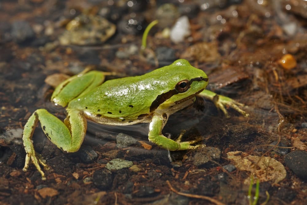 Natural closeup on a beautiful green Pacific treefrog