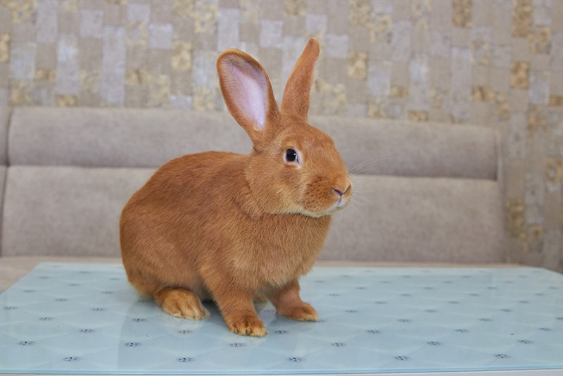 new zealand rabbit on a center table