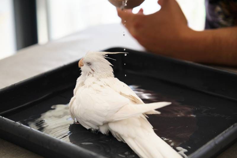 Owner hand bathing its albino cockatiel