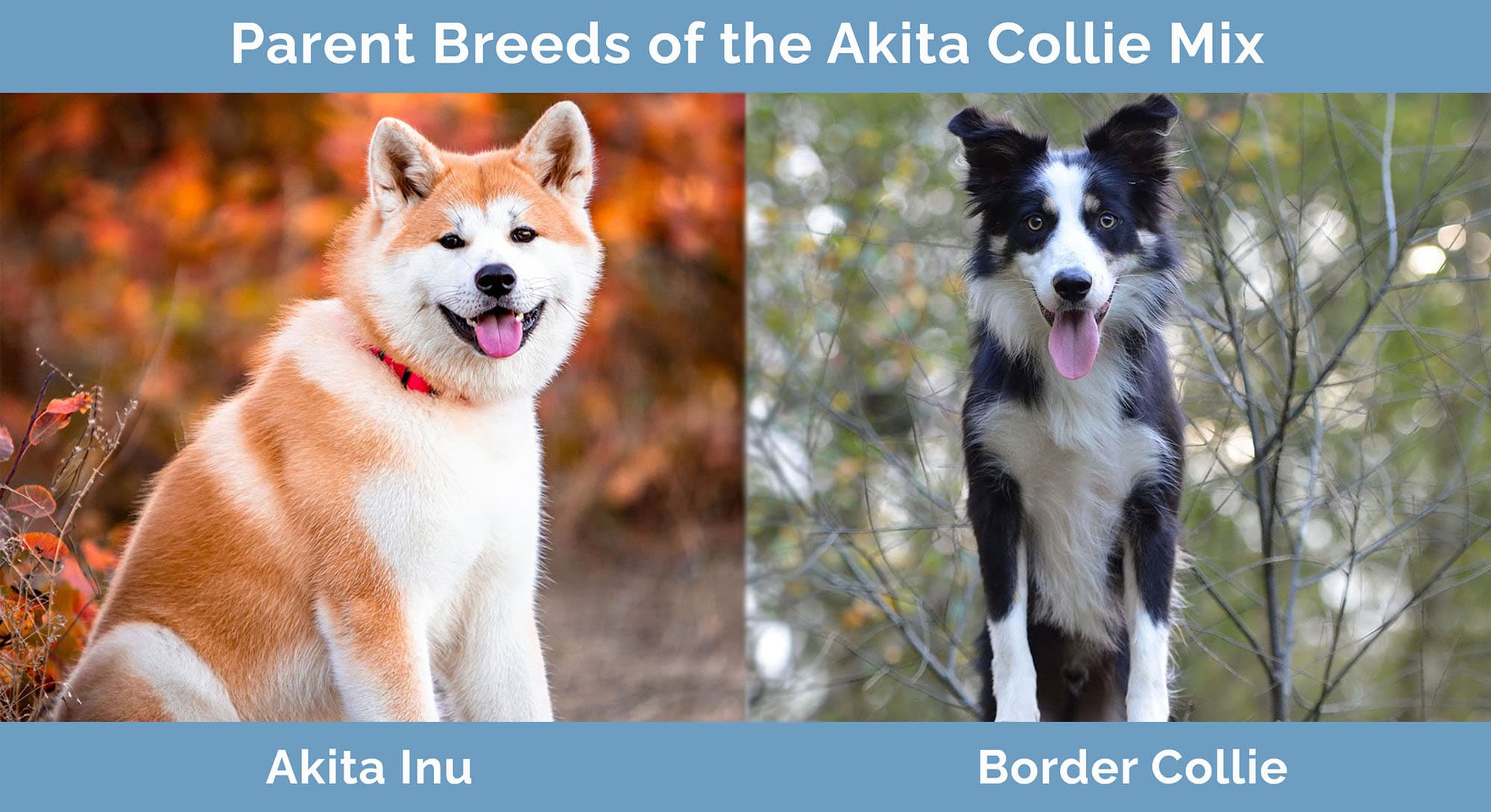 Parent Breeds of the Akita Collie Mix