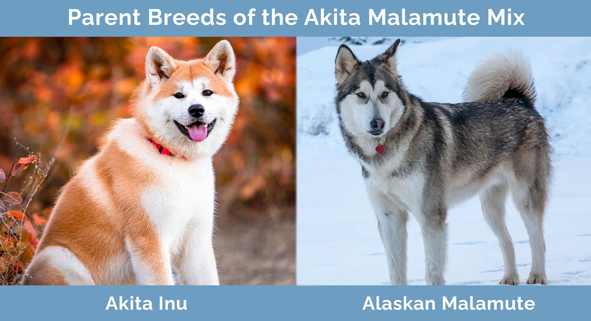 Parent Breeds of the Akita Malamute Mix