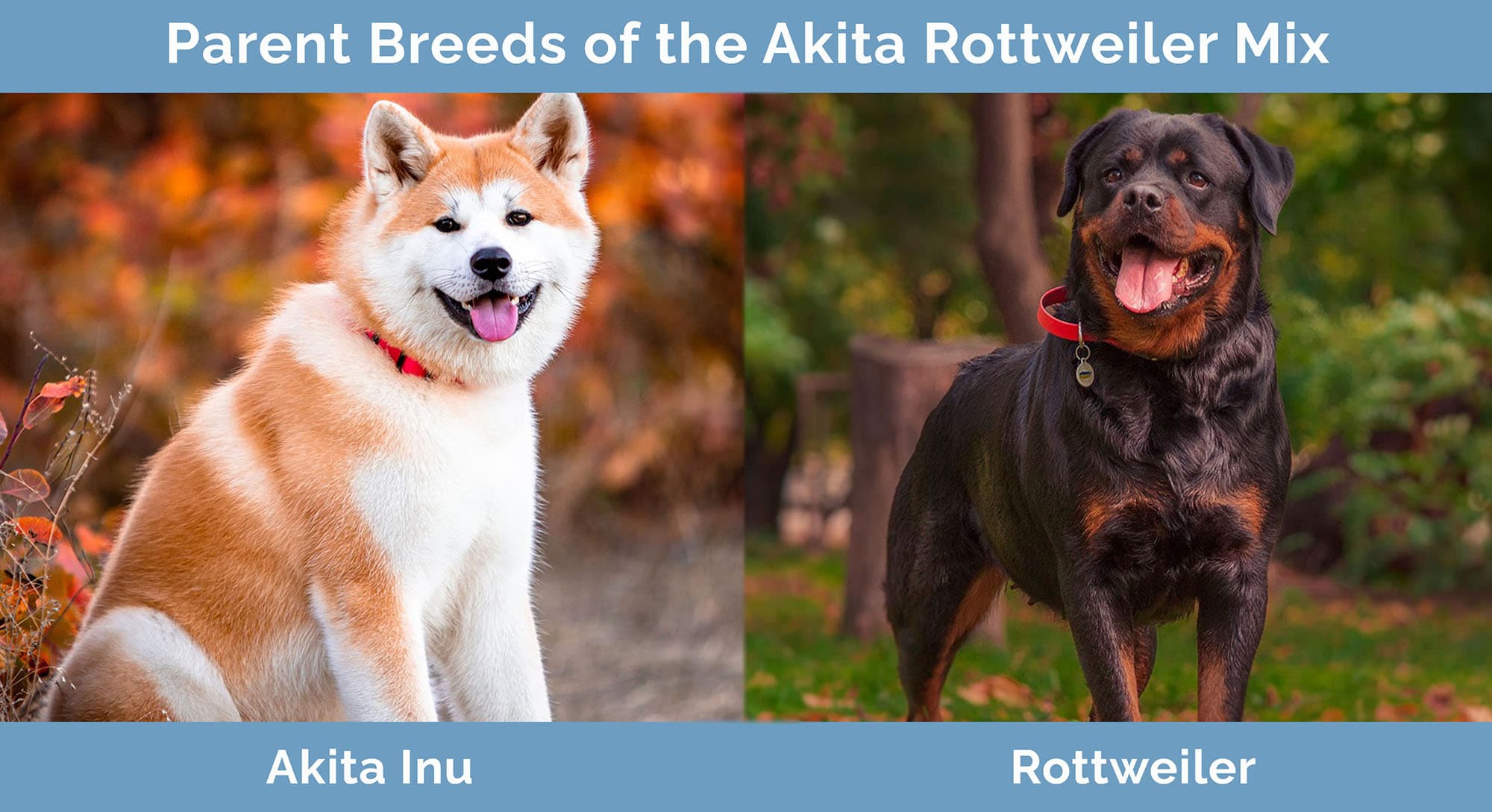Parent Breeds of the Akita Rottweiler Mix