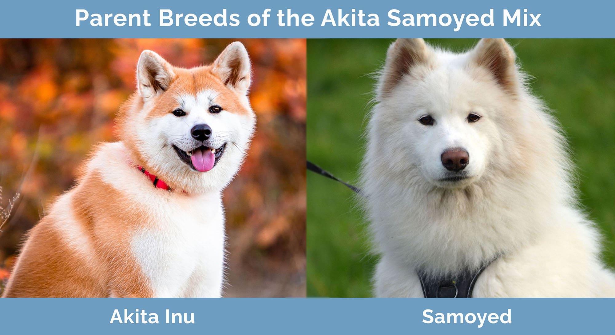 Parent Breeds of the Akita Samoyed Mix