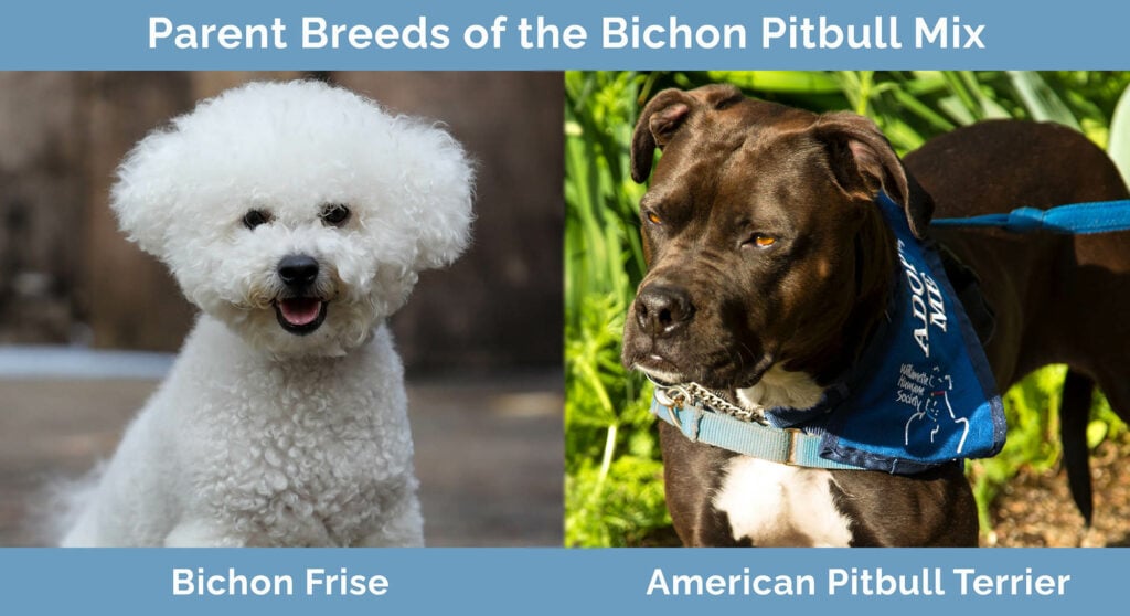 Parent Breeds of the Bichon Pitbull Mix