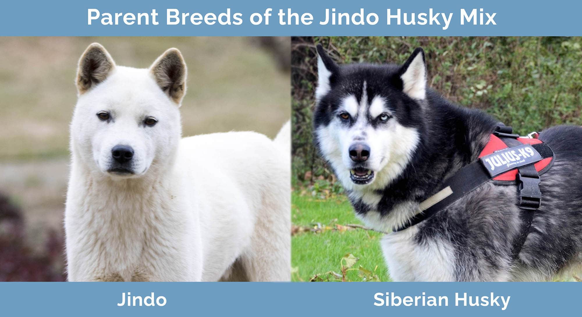 Parent Breeds of the Jindo Husky Mix