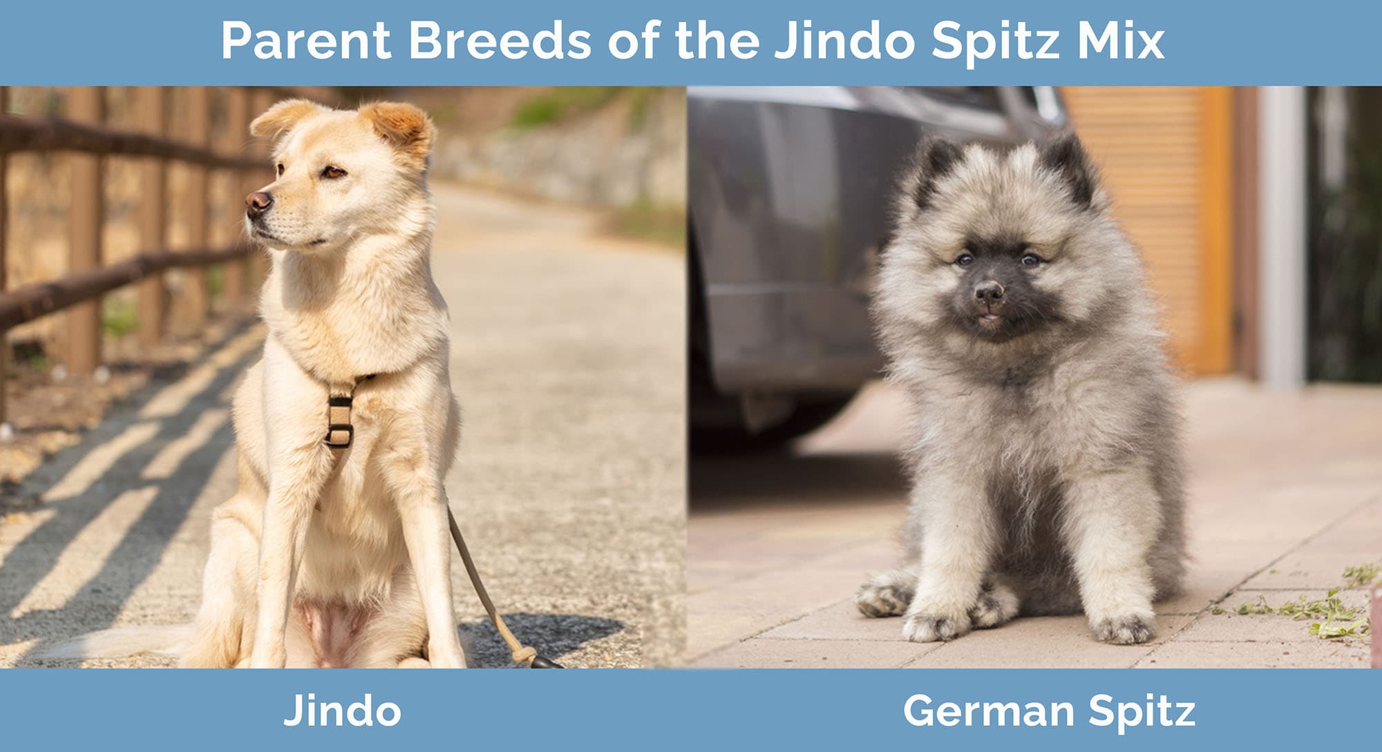 Parent Breeds of the Jindo Spitz Mix