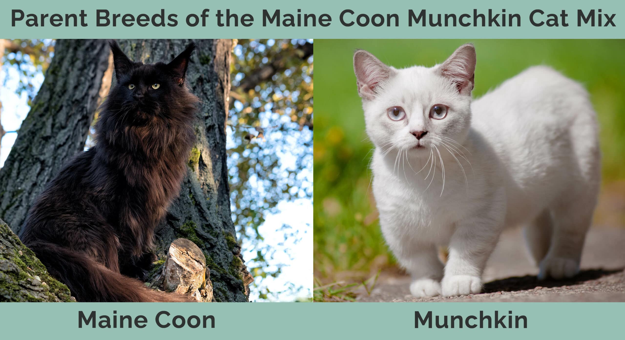 Parent Breeds of the Maine Coon Munchkin Cat Mix