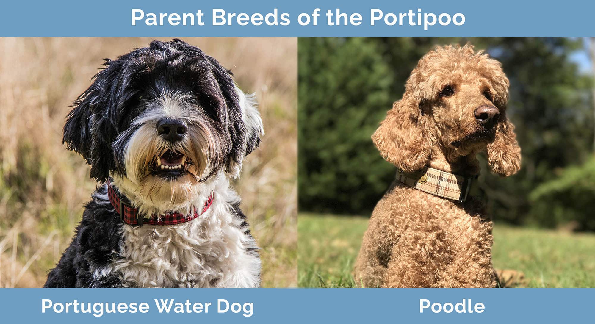 Parent Breeds of the Portipoo