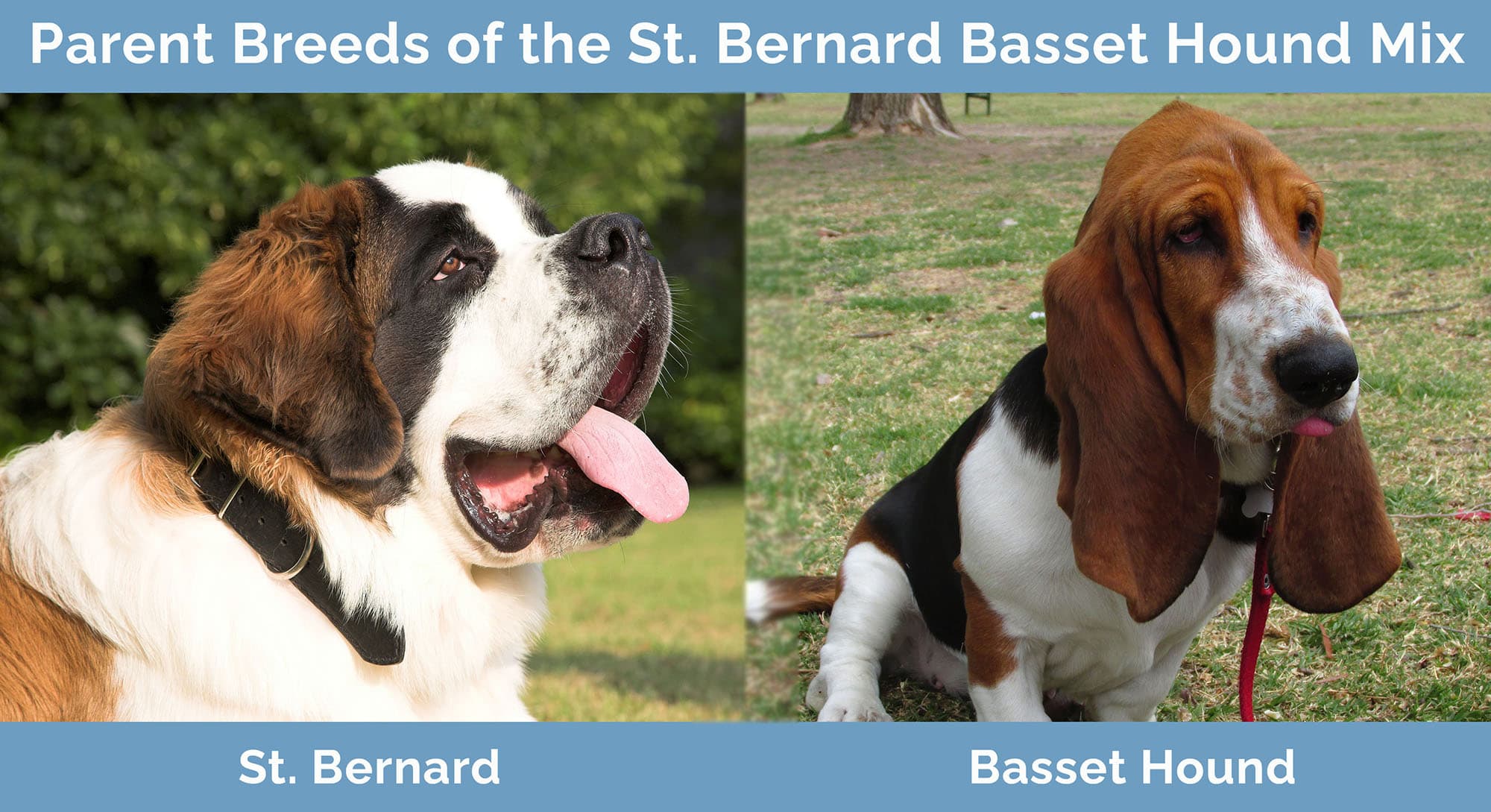 Parent Breeds of the St. Bernard Basset Hound Mix