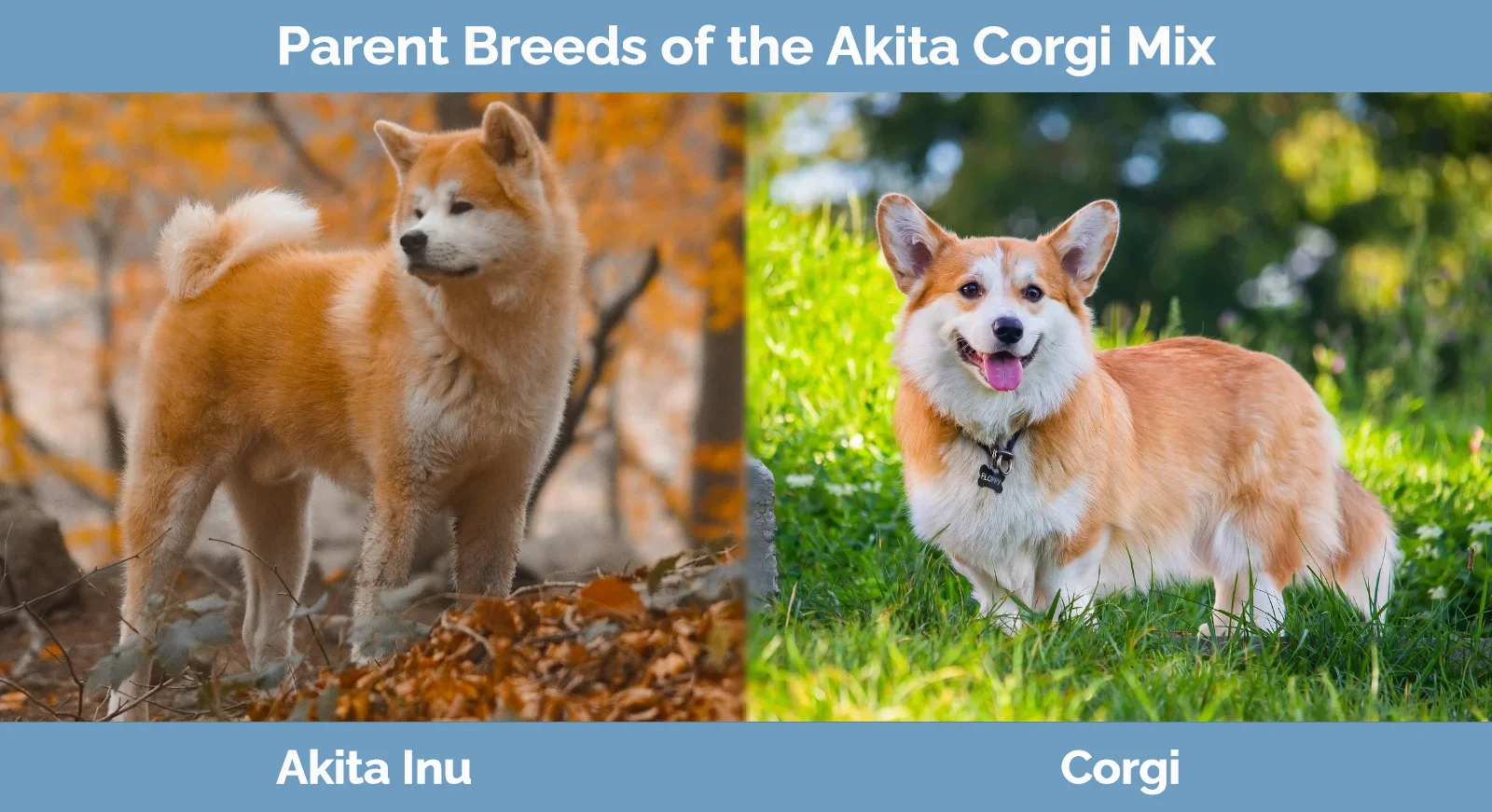 Parent breeds of Akita Corgi Mix