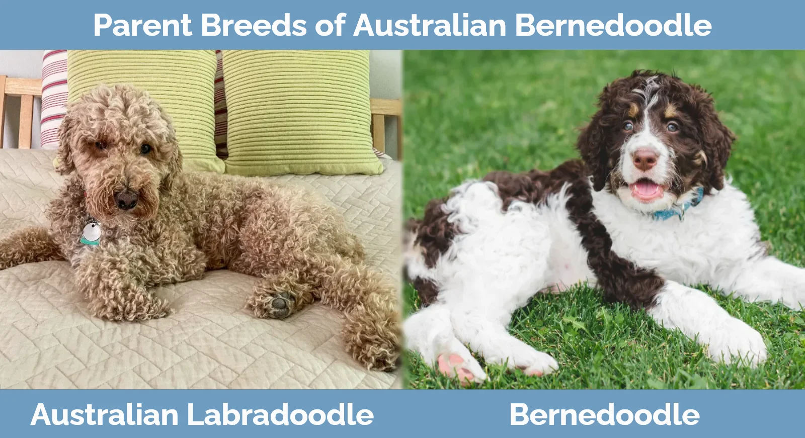 Parent breeds of Australian Bernedoodle