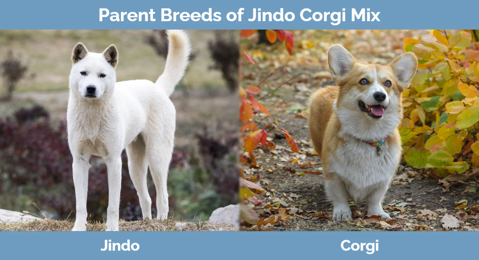Parent breeds of Jindo Corgi Mix