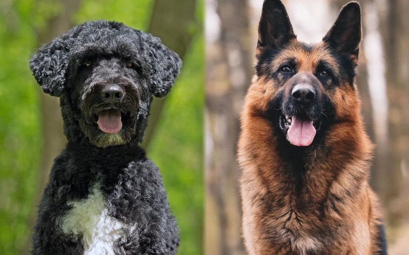 Parent breeds of Portuguese Water Dog German Shepherd Mix - Featured Image