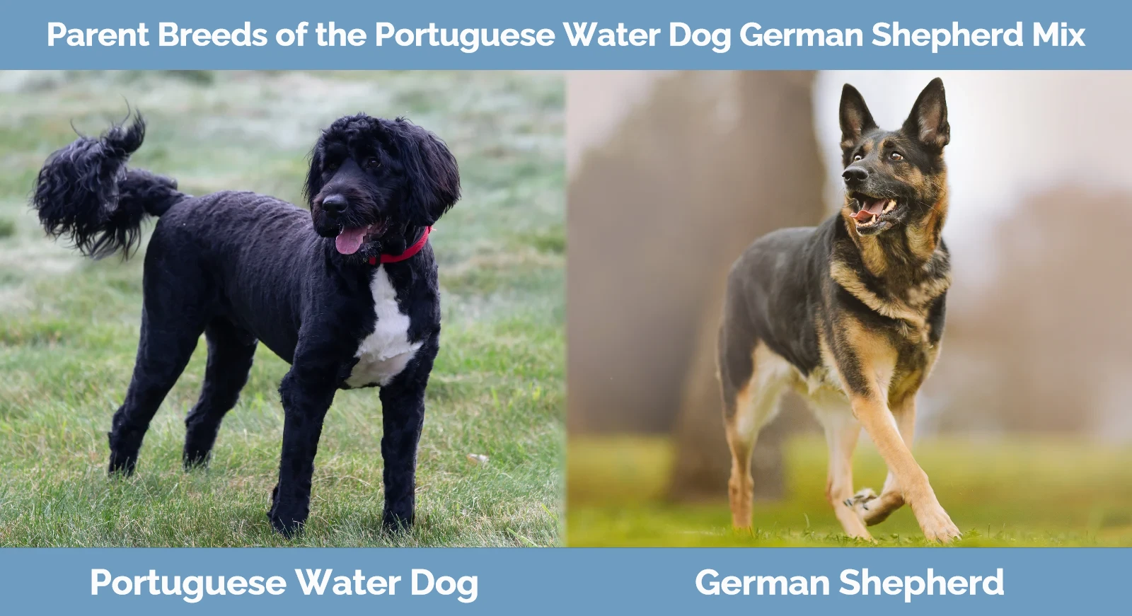 Parent breeds of Portuguese Water Dog German Shepherd Mix
