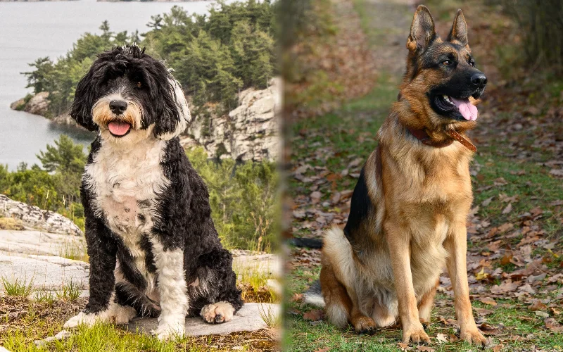 Parent breeds of Portuguese Water Dog German Shepherd Mix