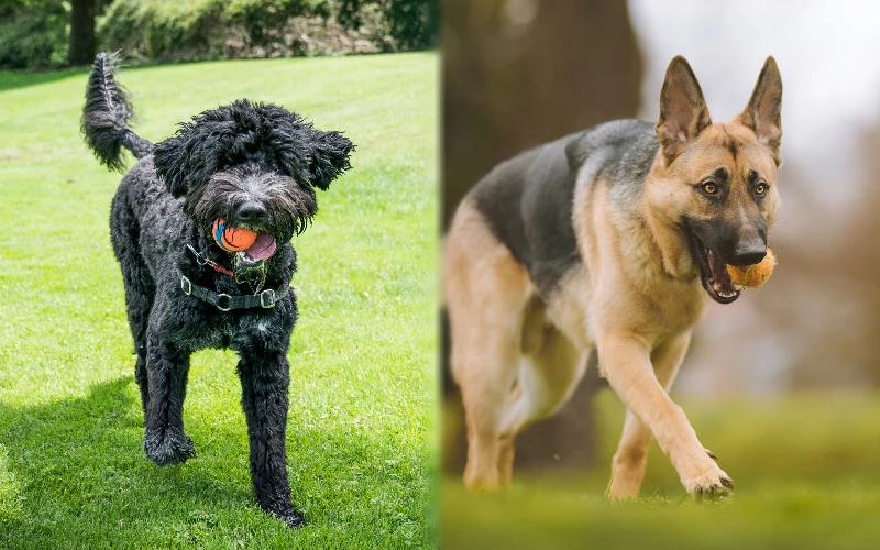 Parent breeds of Portuguese Water Dog German Shepherd Mix playing