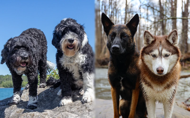 Parent breeds of Portuguese Water Dog German Shepherd Mix with other dogs