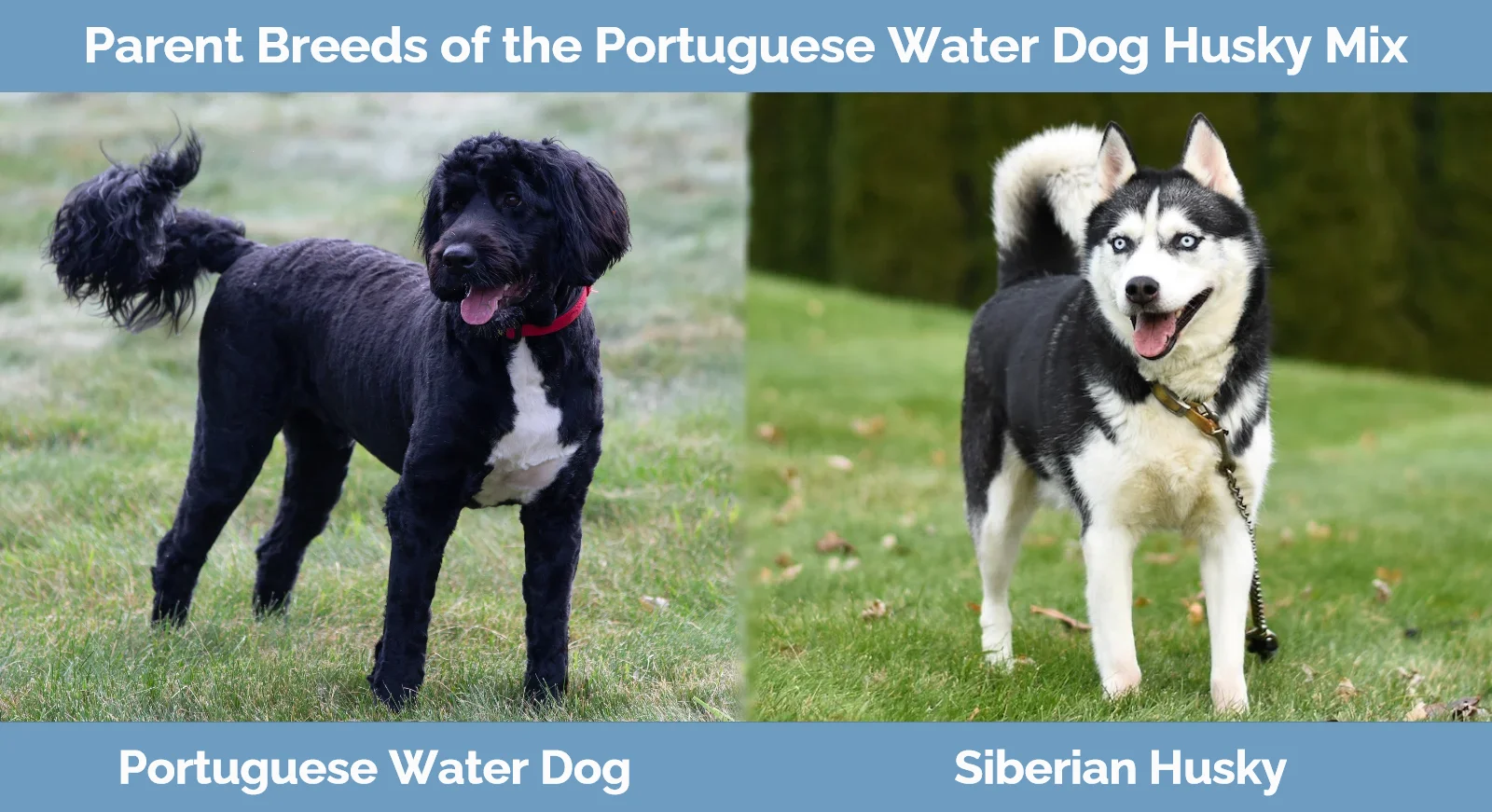 Parent breeds of Portuguese Water Dog Husky Mix