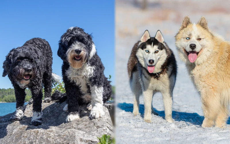 Parent breeds of Portuguese Water Dog Husky Mix