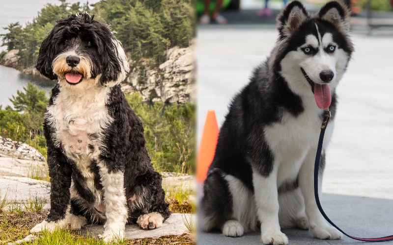 Parent breeds of Portuguese Water Dog Husky Mix