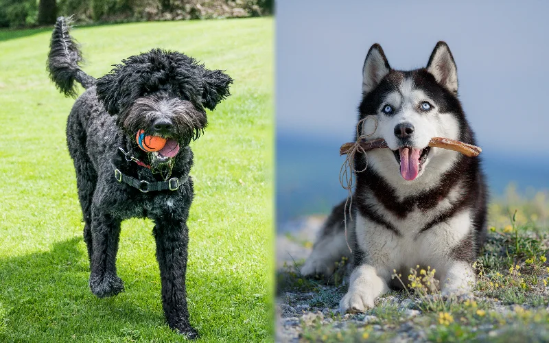 Parent breeds of Portuguese Water Dog Husky Mix