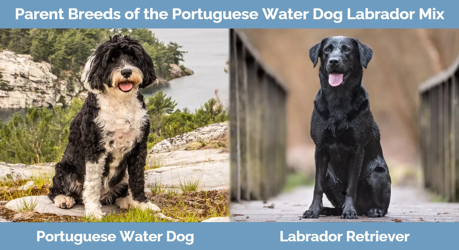 Parent breeds of Portuguese Water Dog Labrador Mix