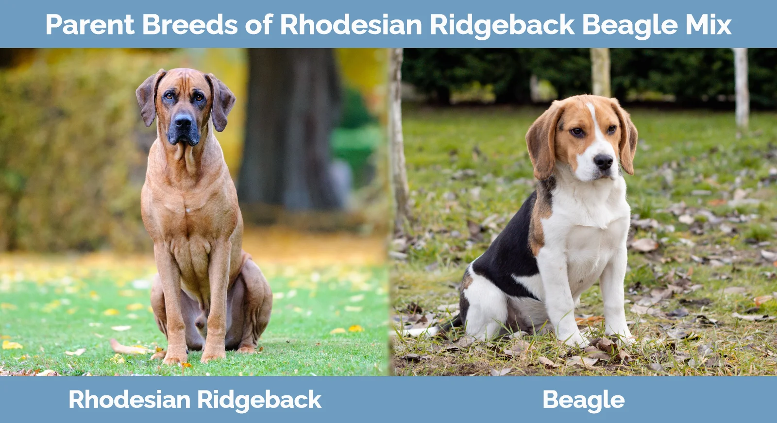 Parent breeds of Rhodesian Beagle