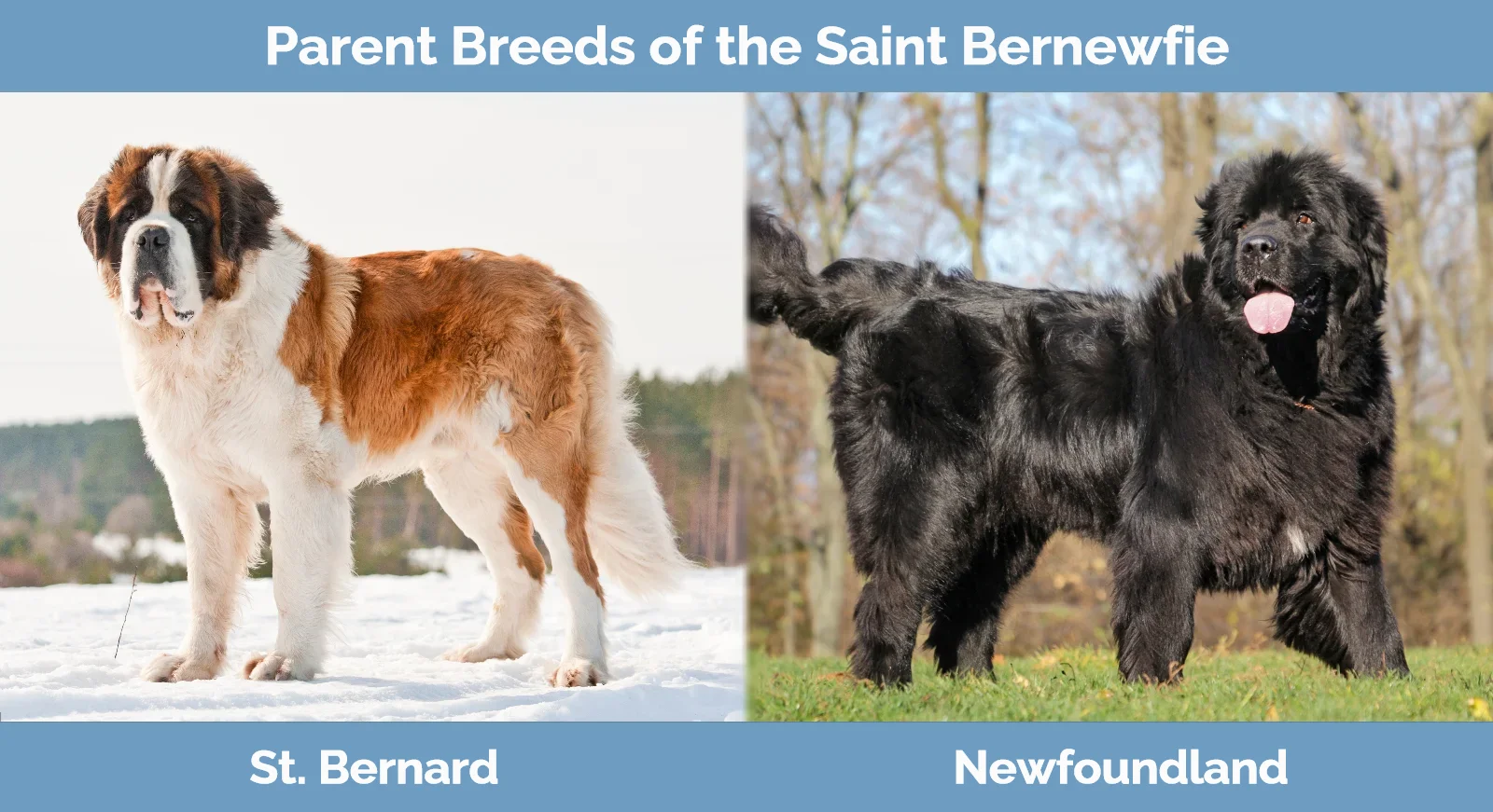 Parent breeds of Saint Bernewfie