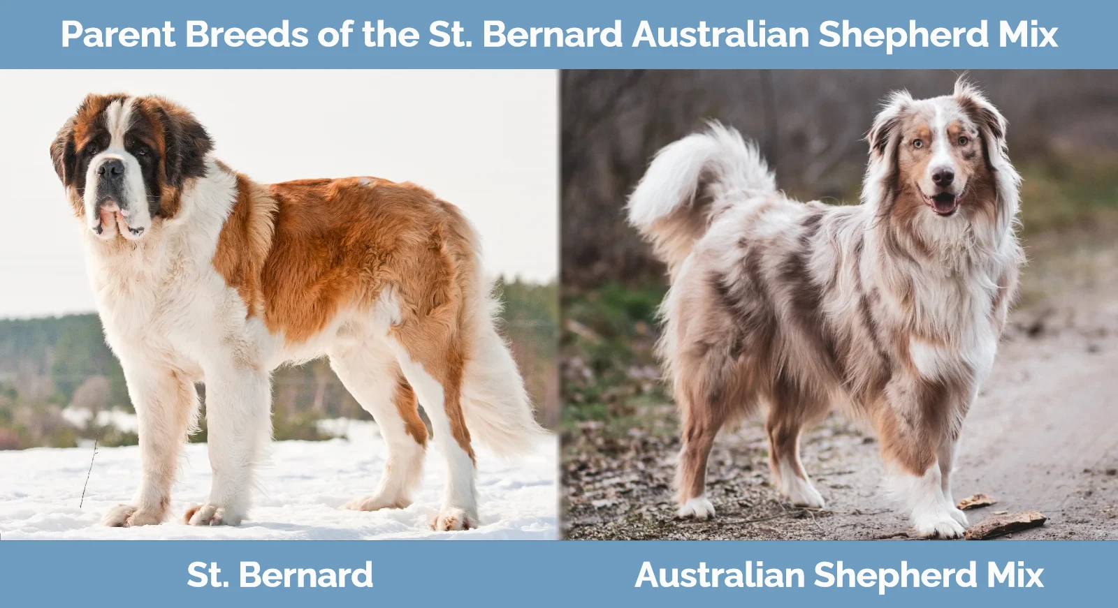 Parent breeds of St. Bernard Australian Shepherd Mix
