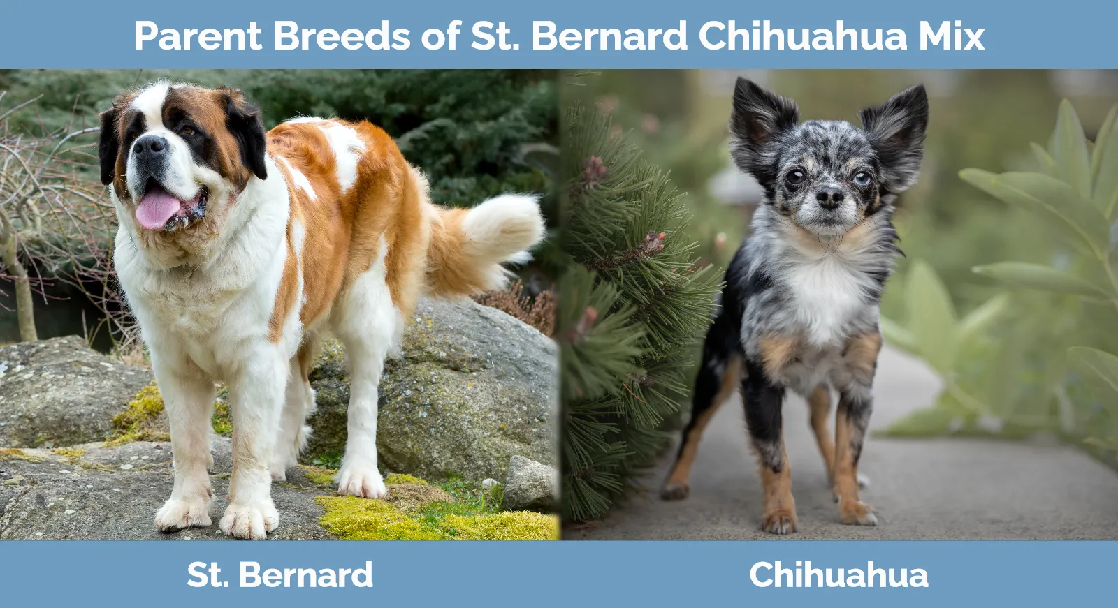Parent breeds of St. Bernard Chihuahua Mix