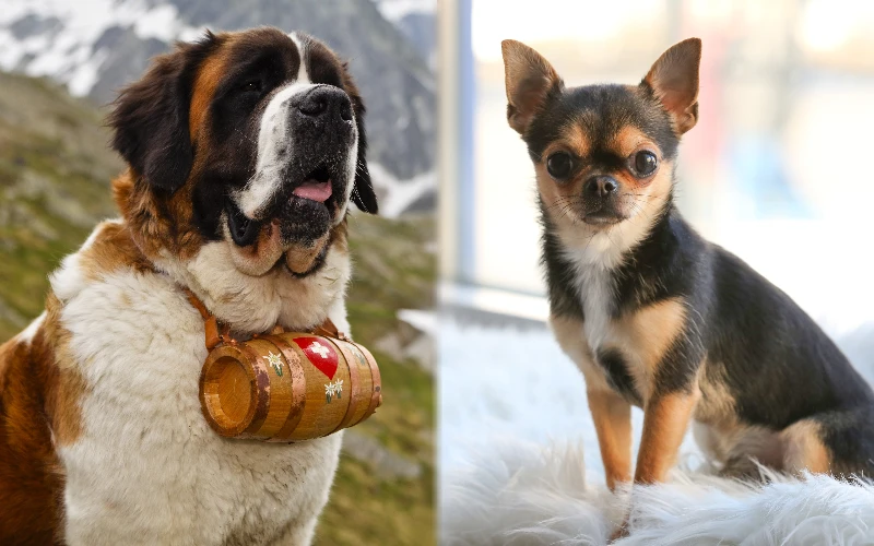 Parent breeds of St. Bernard Chihuahua Mix