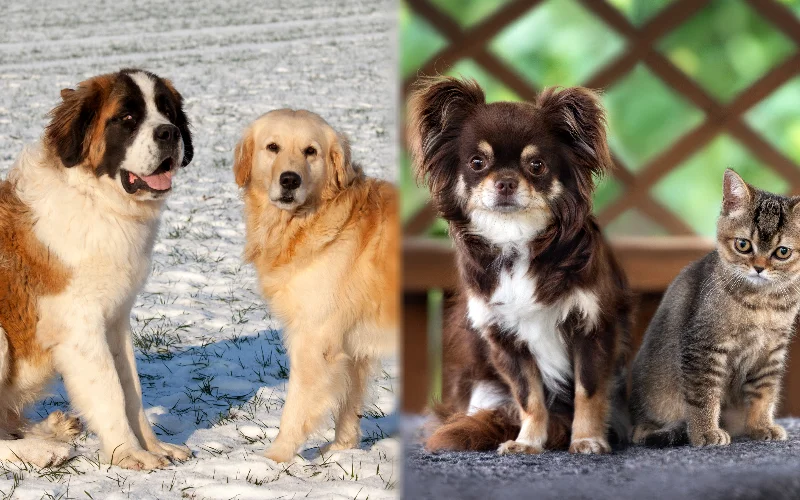 Parent breeds of St. Bernard Chihuahua Mix with other pets