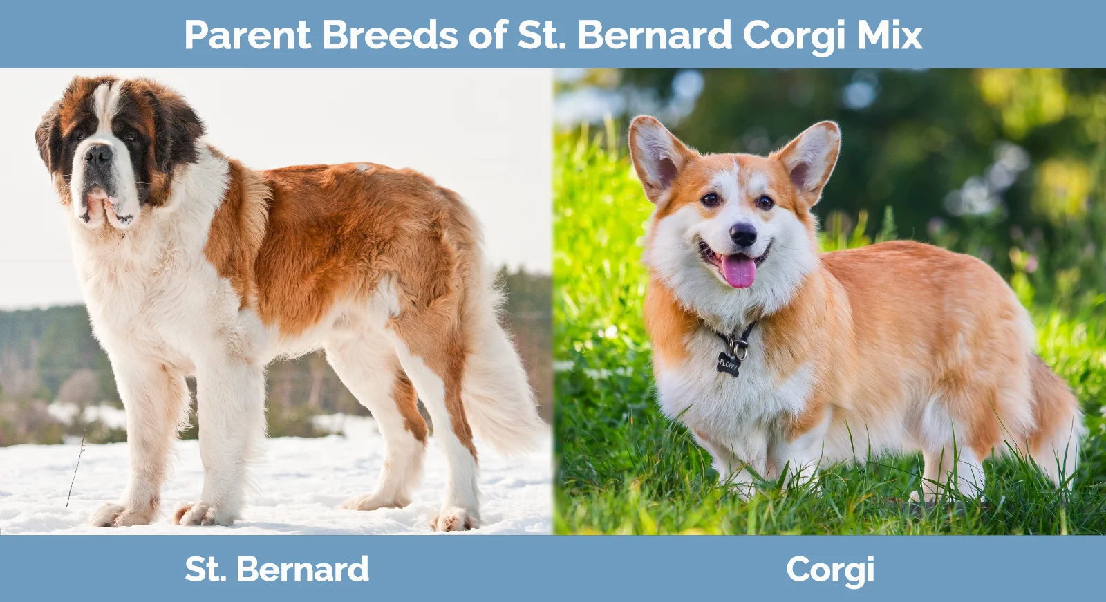 Parent breeds of St. Bernard Corgi Mix