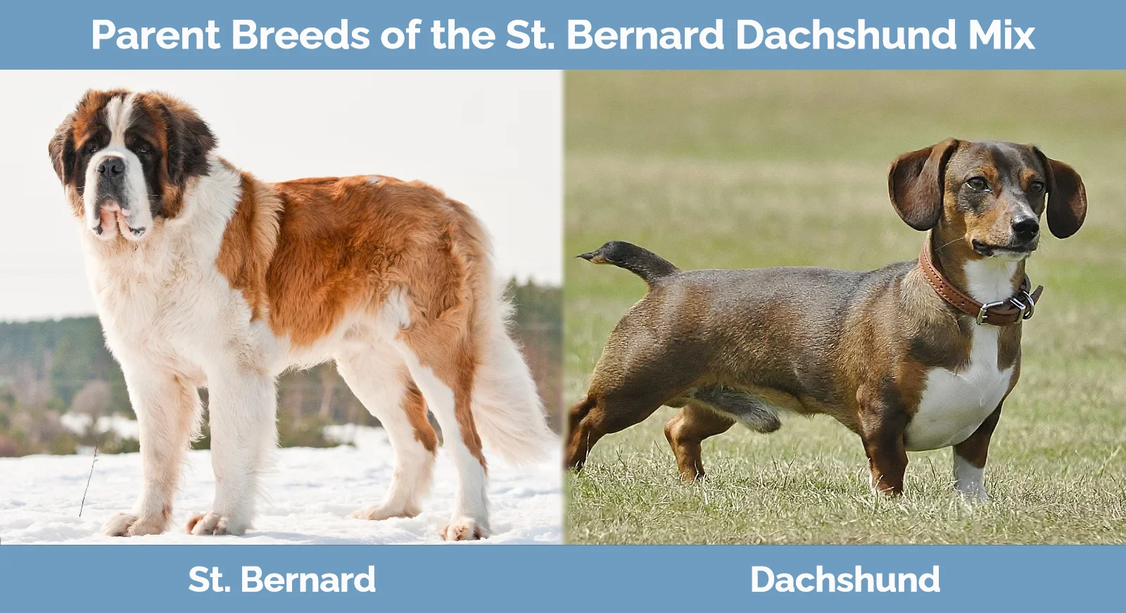 Parent breeds of St. Bernard Dachshund Mix