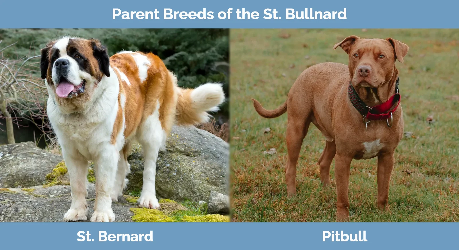 Parent breeds of St. Bullnard