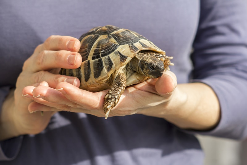 Pet turtle in a man's hands
