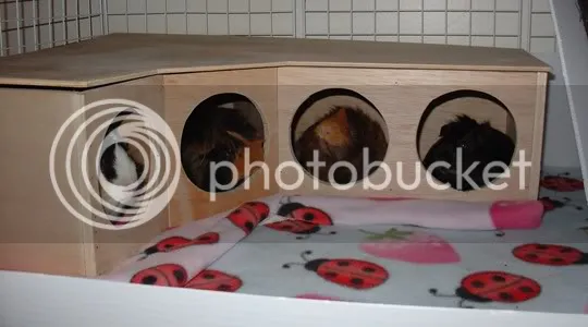 Piggy Condos1