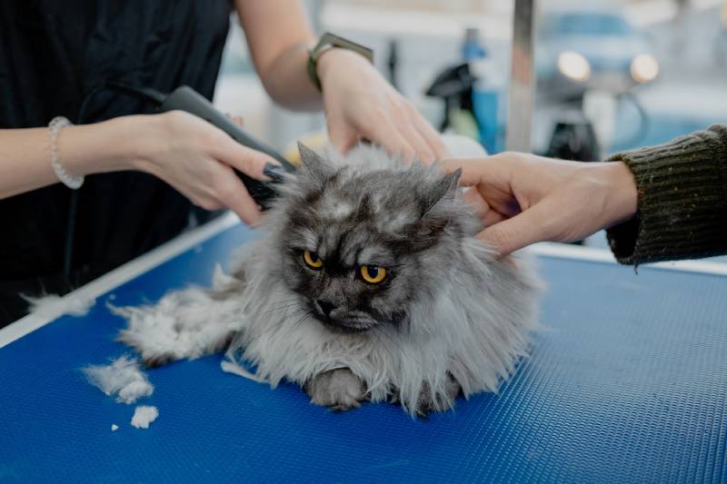 Professional groomer cuts fluffy cat's fur with trimmer in pet beauty salon