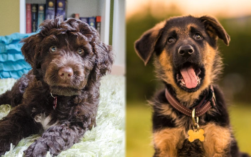 Puppy parent breeds of Portuguese Water Dog German Shepherd Mix
