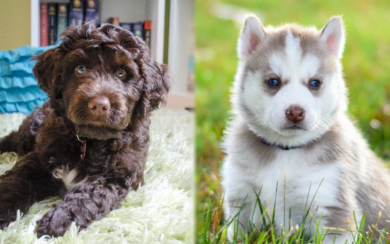 Puppy parent breeds of Portuguese Water Dog Husky Mix
