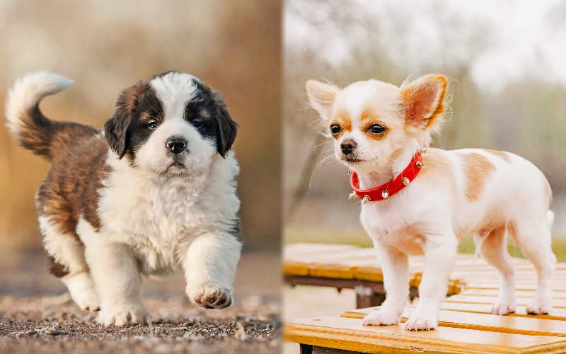 Puppy parent breeds of St. Bernard Chihuahua Mix