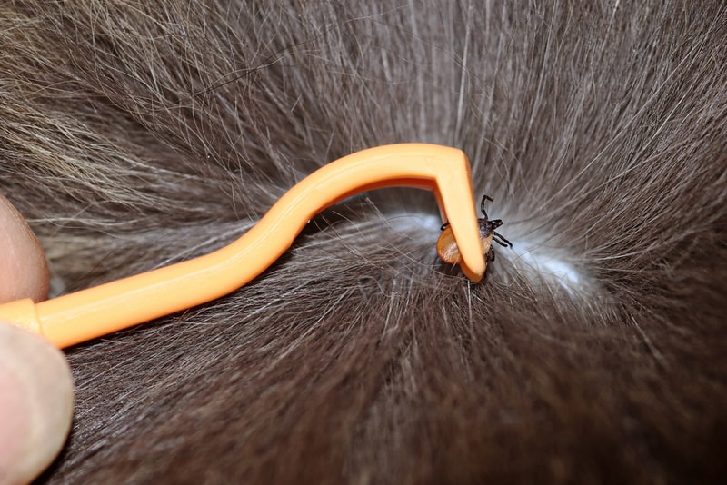 Removing cat tick with a tick removal tool