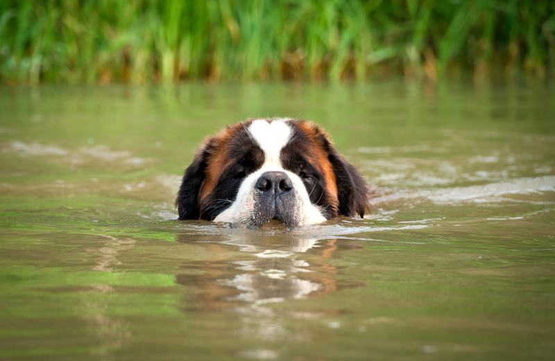 Saint bernard dog swimming