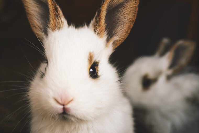 Long Teethed Rabbit 14 Long Haired Rabbit Breeds (With Info & Pictures) | Hepper Pet Resources