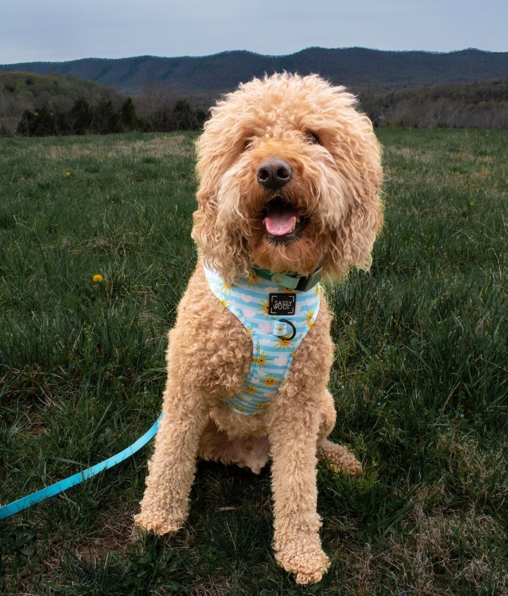 Shenandoah River State Park
