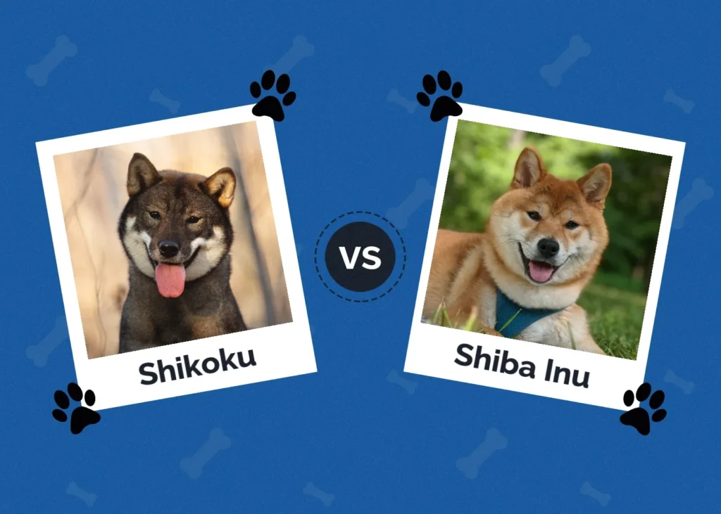 Shikoku vs Shiba Inu - Featured Image