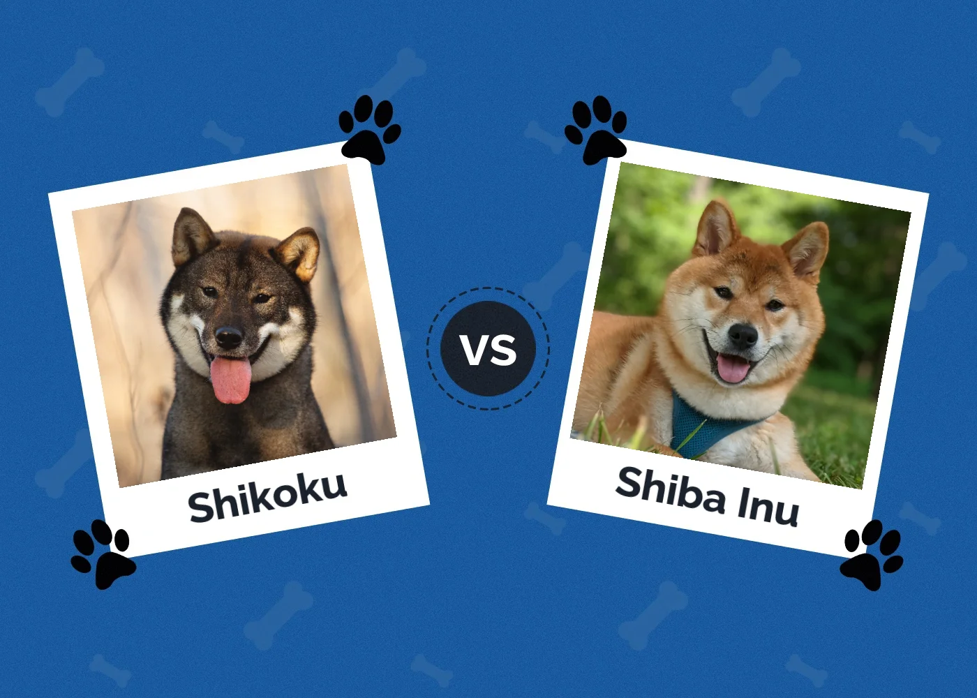Shikoku vs Shiba Inu - Featured Image