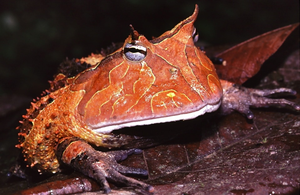 Suriname Horned Frog (Ceratophrys cornuta)