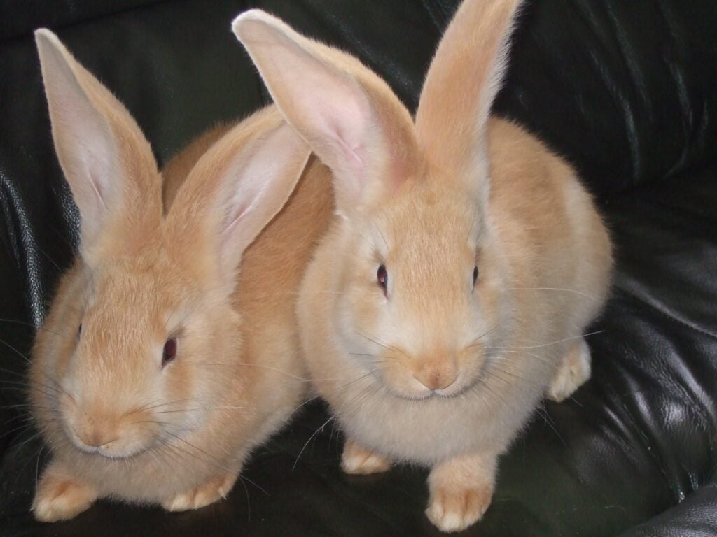 Sussex Rabbit